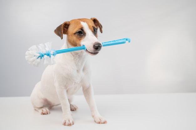 Foto ritratto di un cane su sfondo bianco