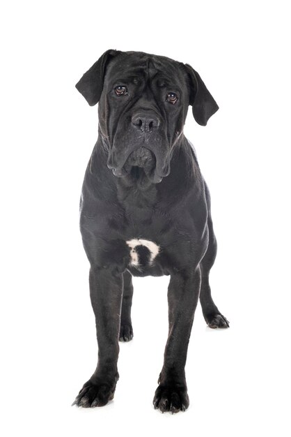 Photo portrait of dog against white background