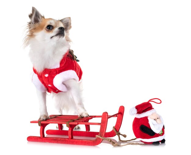 白い背景の犬の肖像画