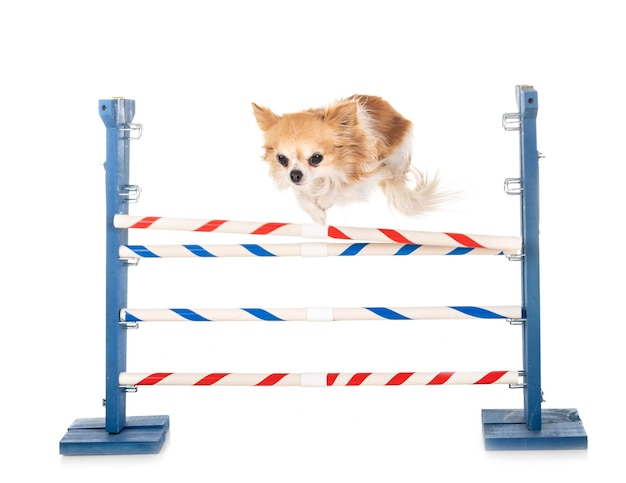 白い背景の犬の肖像画