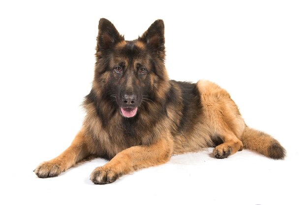 白い背景の犬の肖像画