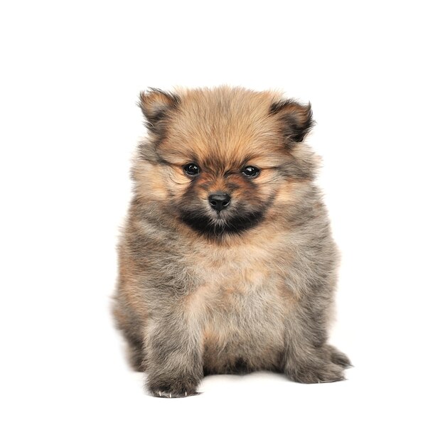 白い背景の犬の肖像画