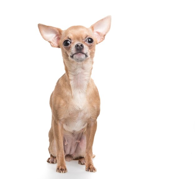 Photo portrait of a dog against white background