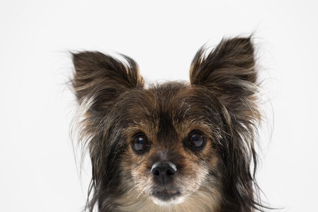 Foto ritratto di un cane su sfondo bianco