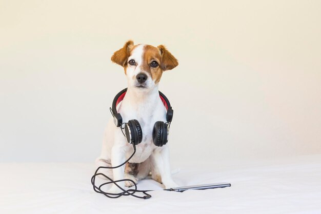 Foto ritratto di un cane sullo sfondo bianco