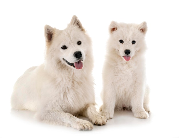 白い背景の犬の肖像画