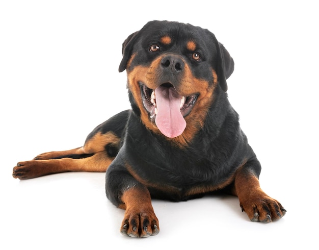 白い背景の犬の肖像画
