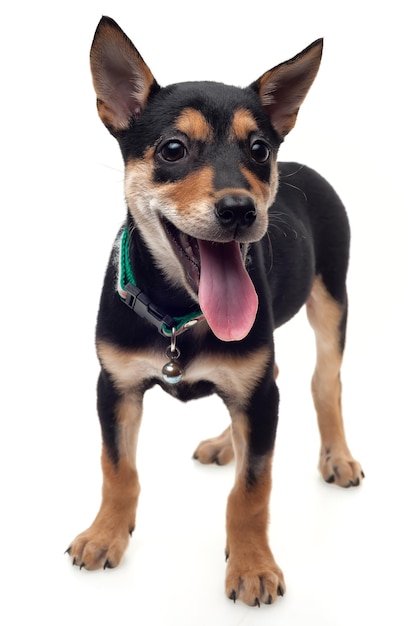 Portrait of dog against white background