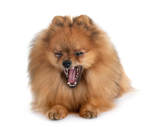 Photo portrait of dog against white background