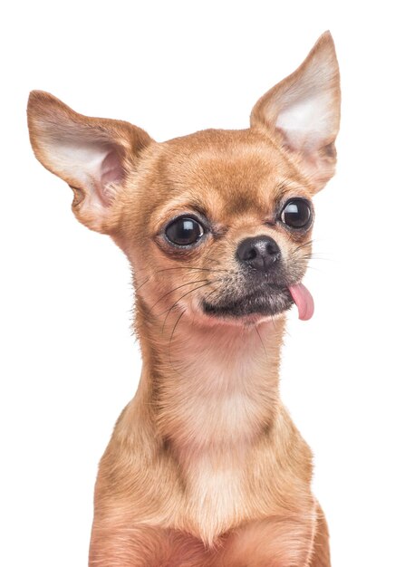 白い背景の犬の肖像画