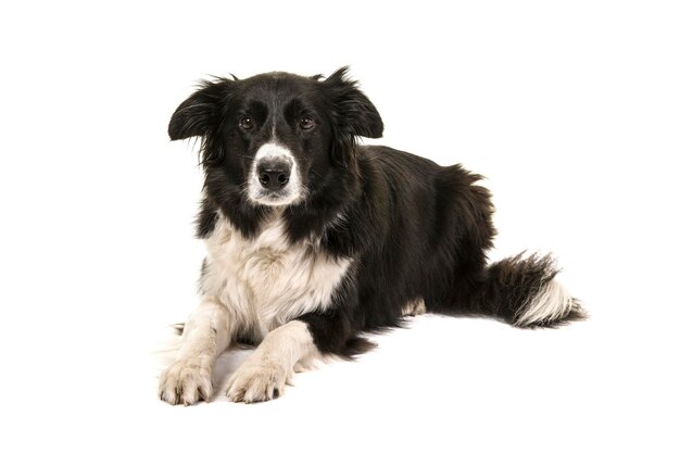 Photo portrait of dog against white background