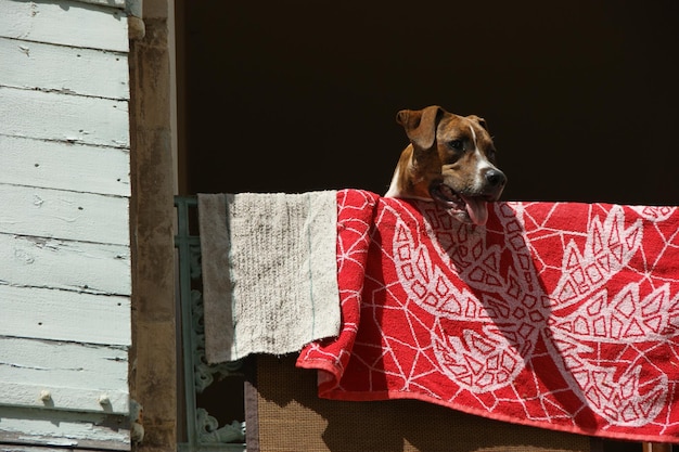 Foto ritratto di un cane sul balcone