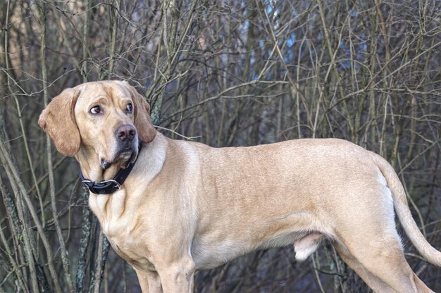 Photo portrait of dog on bare tree