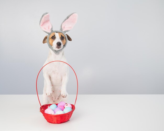 Photo portrait of dog in basket on table