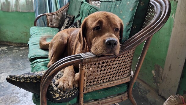 Portrait of dog in basket