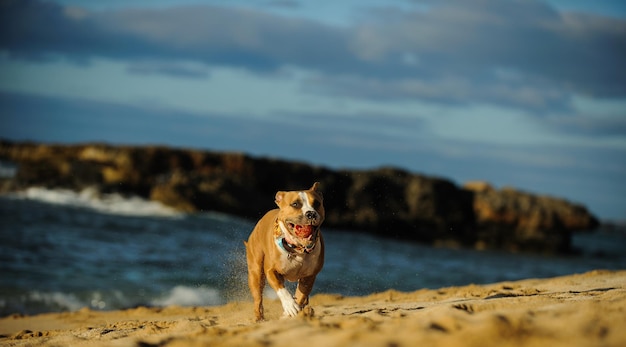 空に照らされたビーチの犬の肖像画
