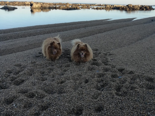 Photo portrait of dog on beach against sky