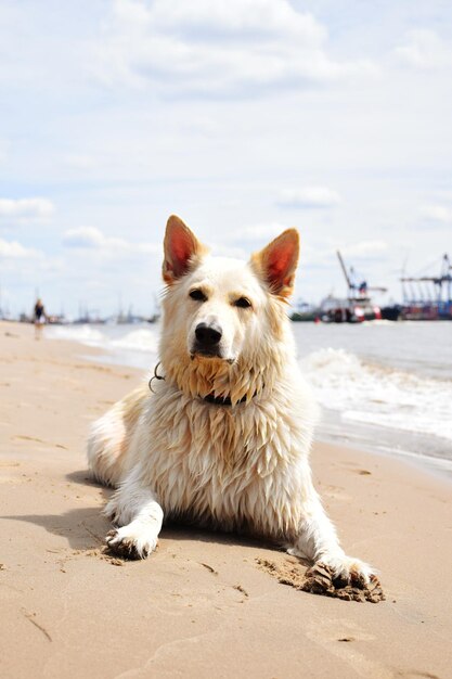 Portrait of dog on beach