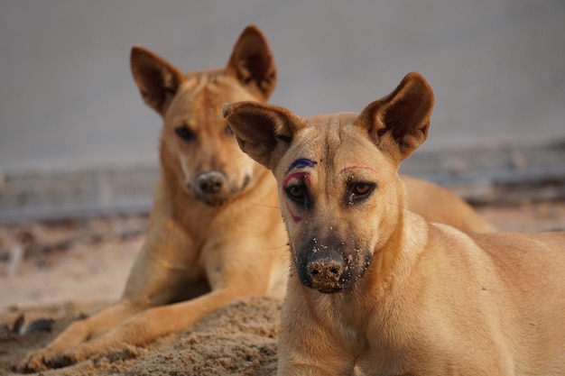 Portrait of dog on beach