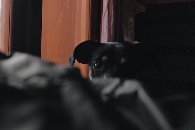 Photo portrait of dog on bed at home