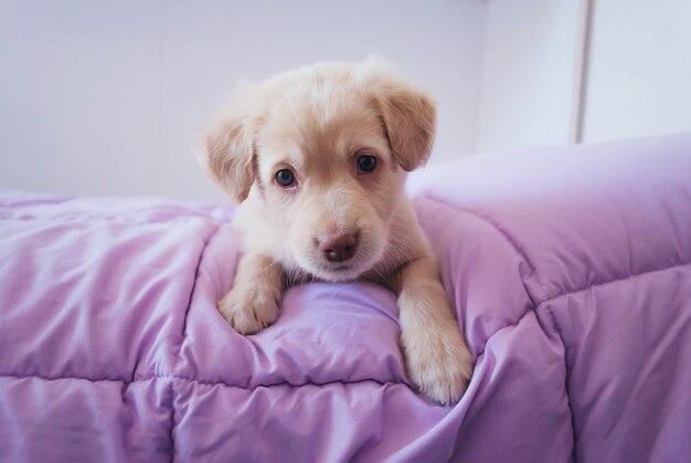 Portrait of dog on bed at home