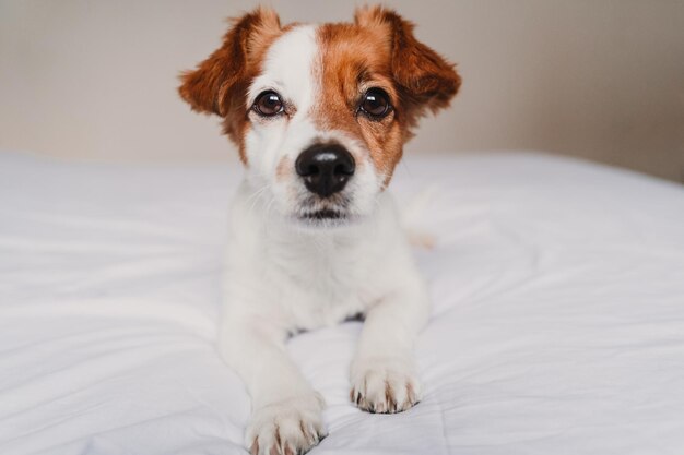 Photo portrait of dog on bed at home