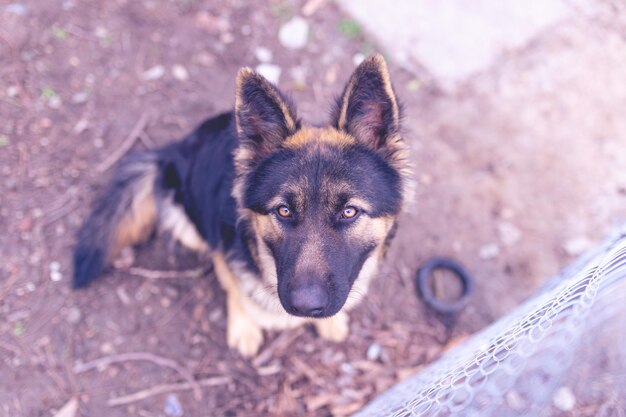 Foto ritratto di un cane di razza pastore tedesco in una serratura