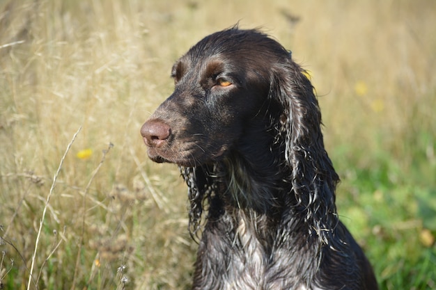 Portrait of a dog breed russian spaniel