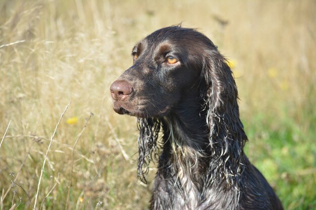 Portrait of a dog breed russian spaniel