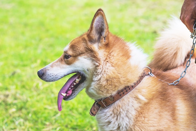 Portrait a dog of breed west siberian laika closeup in profile