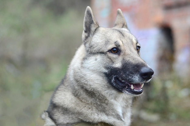 Portrait of a dog breed West Siberian Laika with green field background