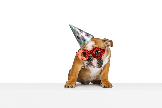 Portrait of dog Bulldog posing in birthday accessories isolated over white studio background Concept of pets fun