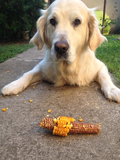 Foto ritratto di un cane vicino al mais sul sentiero