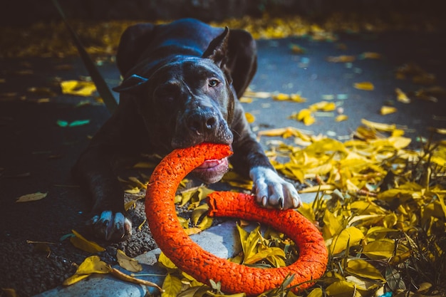 Photo portrait of dog by leaves during autumn