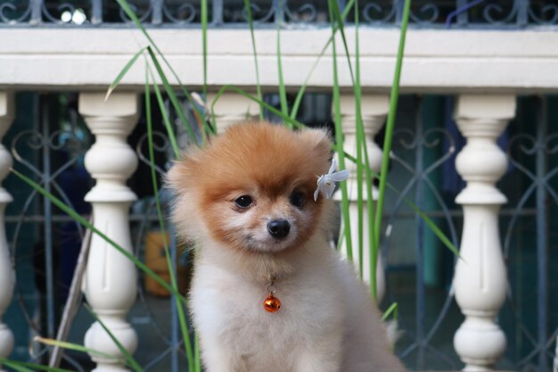 Portrait of dog by railing