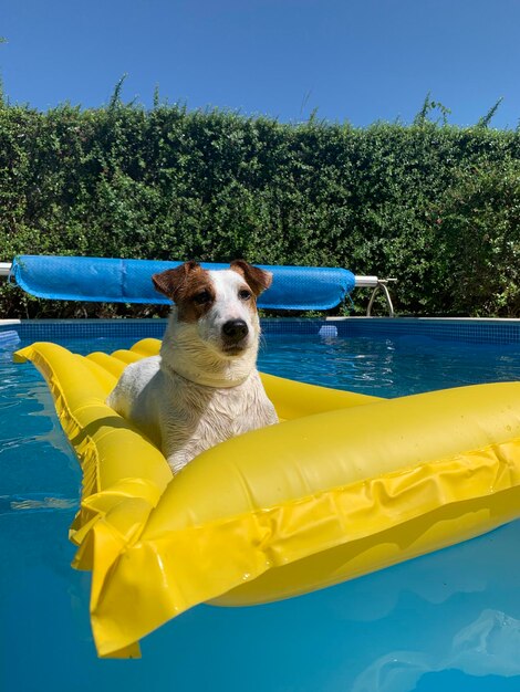 Portrait of dog by swimming pool