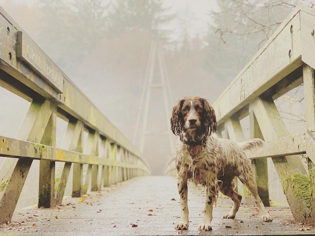 Portrait of dog by the wall