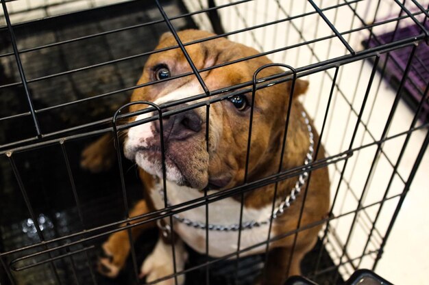 Photo portrait of dog in cage