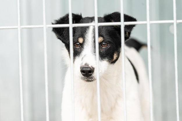 Foto ritratto di un cane in gabbia