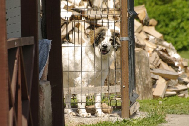 Photo portrait of dog in cage