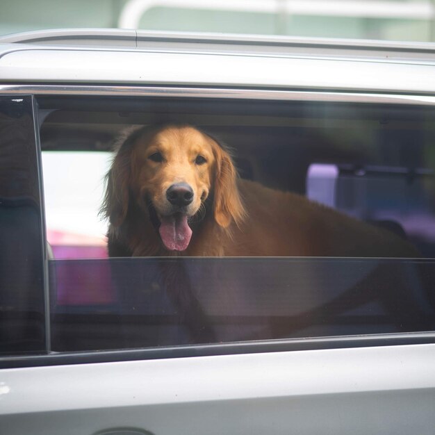 Foto ritratto di un cane in macchina