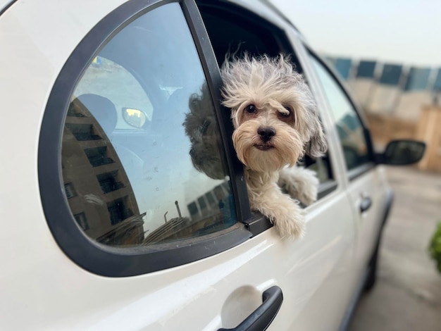 Photo portrait of dog in car