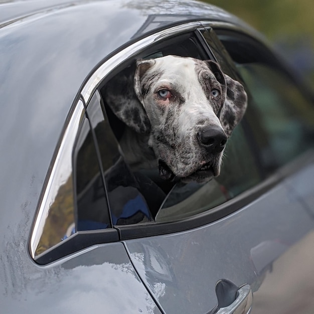 Photo portrait of dog in car