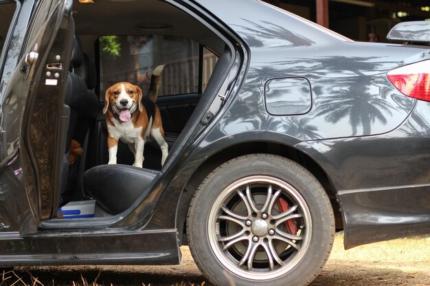 Foto ritratto di un cane in macchina