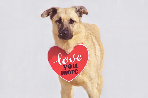 Foto ritratto di un cane che porta un cartello a forma di cuore su uno sfondo bianco