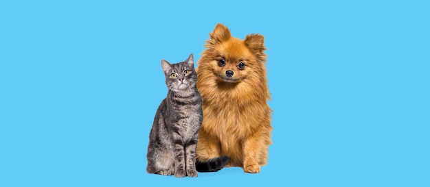 Portrait of a dog and a cat Grey tabby cat and Pomeranian dog sitting together looking at the camera isolated on blue