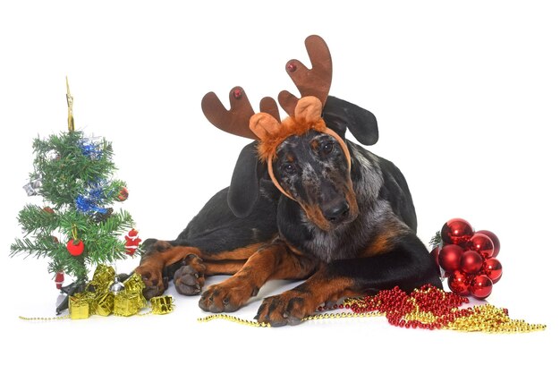 クリスマスツリーの犬の肖像画