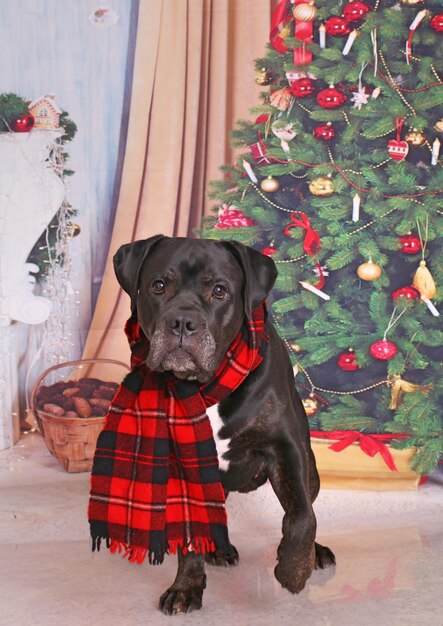 Photo portrait of a dog in christmas tree