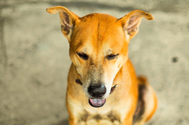 肖像画の犬のクローズアップ顔