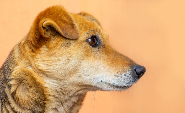 Portrait of a dog close-up on orange